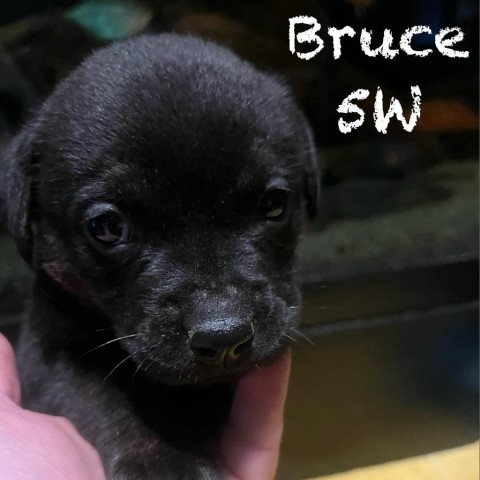 Bruce 3