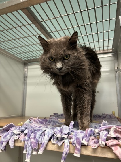 Yeti, an adoptable Domestic Medium Hair, Domestic Short Hair in Pendleton, OR, 97801 | Photo Image 1