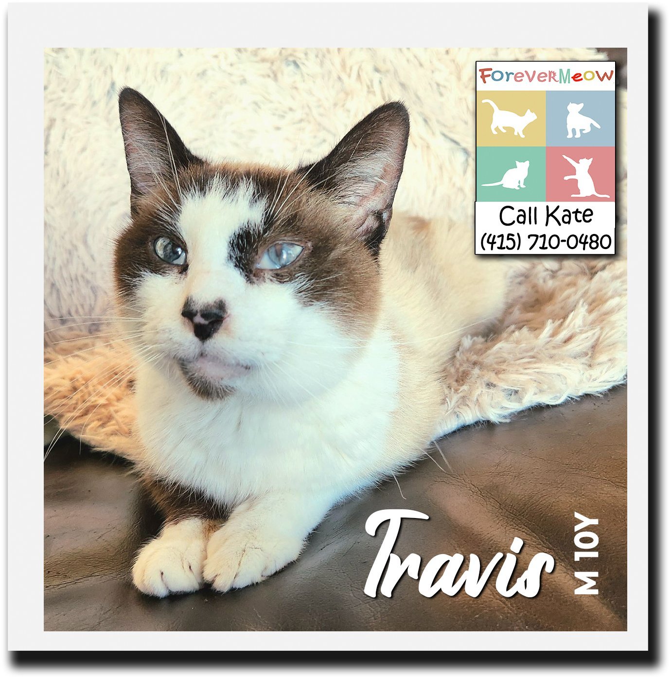 Travis, an adoptable Snowshoe, Siamese in Palm Desert, CA, 92260 | Photo Image 1