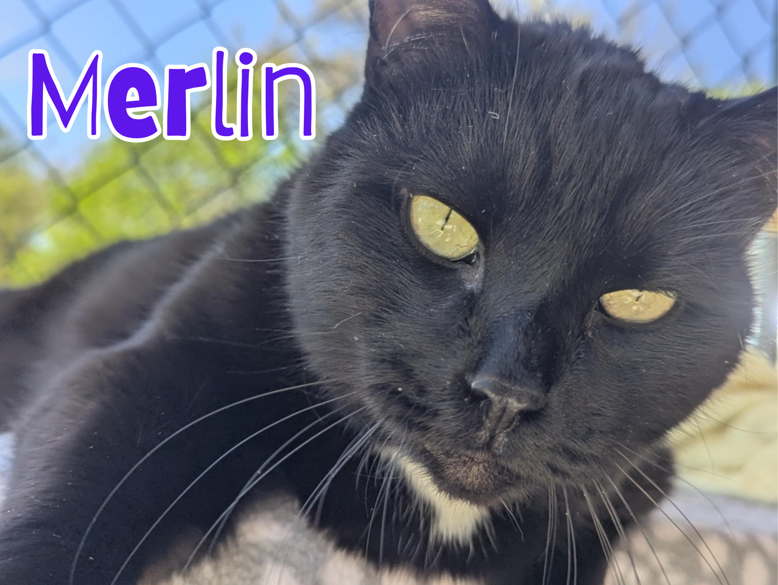 MERLIN
