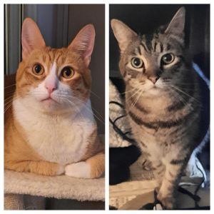 Hi me and my best pal Pops have been together since we were kittens and we are v
