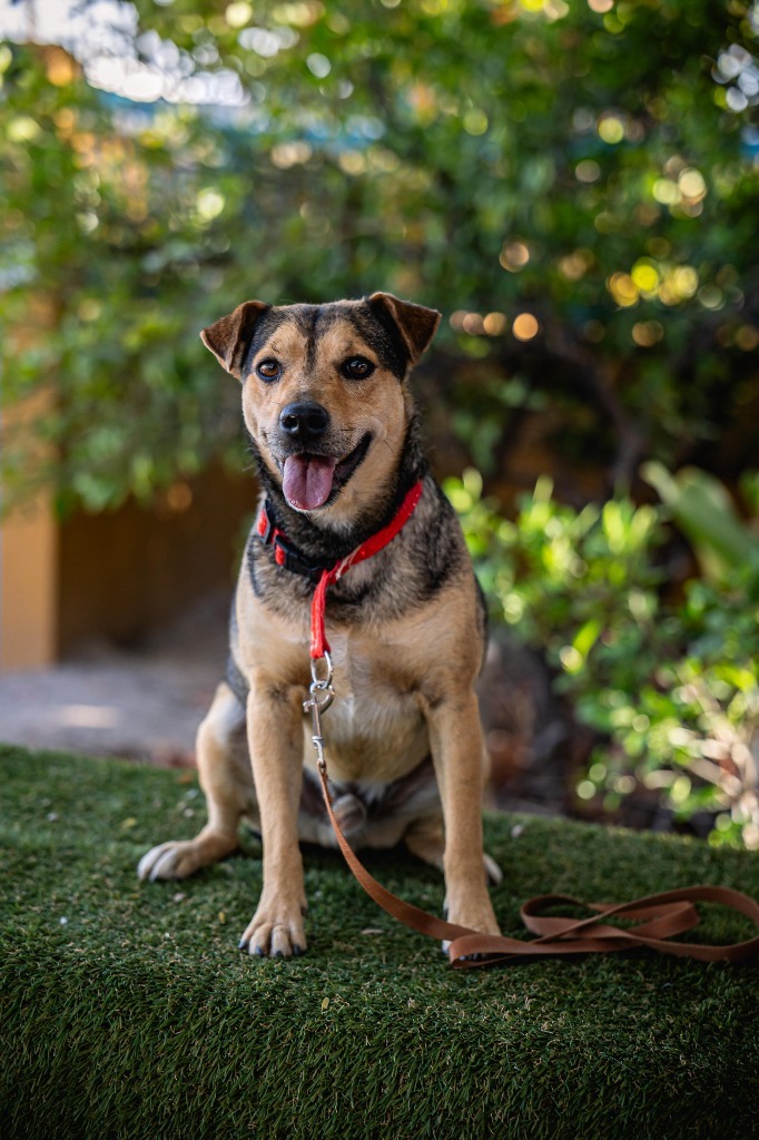 Papi, an adoptable Hound, Shepherd in Anacortes, WA, 98221 | Photo Image 7