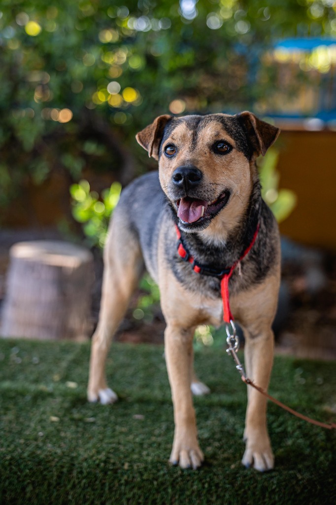 Papi, an adoptable Australian Cattle Dog / Blue Heeler, Shepherd in Anacortes, WA, 98221 | Photo Image 8