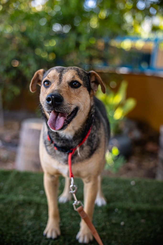 Papi, an adoptable Australian Cattle Dog / Blue Heeler, Shepherd in Anacortes, WA, 98221 | Photo Image 9