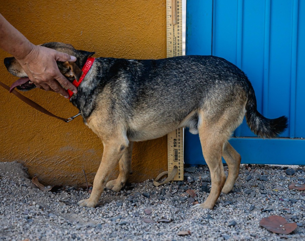 Papi, an adoptable Australian Cattle Dog / Blue Heeler, Shepherd in Anacortes, WA, 98221 | Photo Image 10