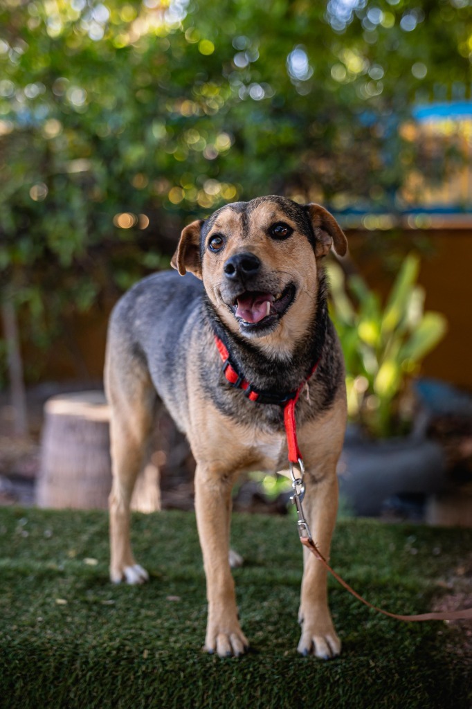 Papi, an adoptable Australian Cattle Dog / Blue Heeler, Shepherd in Anacortes, WA, 98221 | Photo Image 11