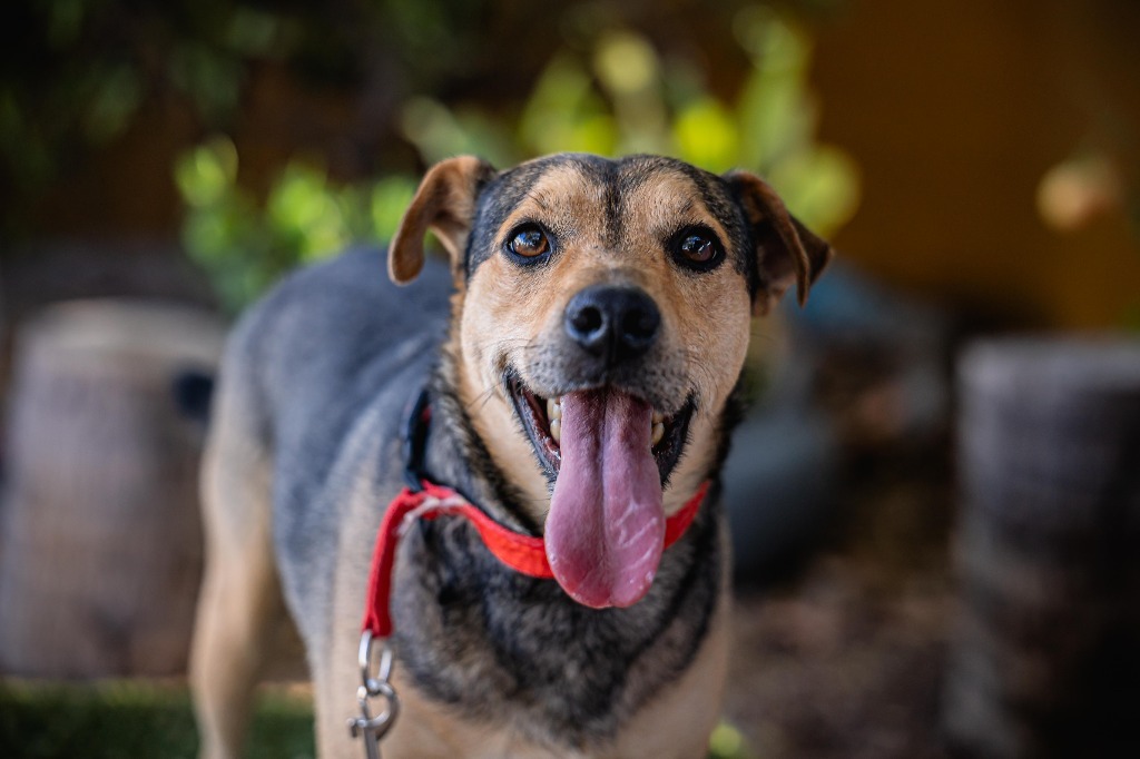 Papi, an adoptable Australian Cattle Dog / Blue Heeler, Shepherd in Anacortes, WA, 98221 | Photo Image 12