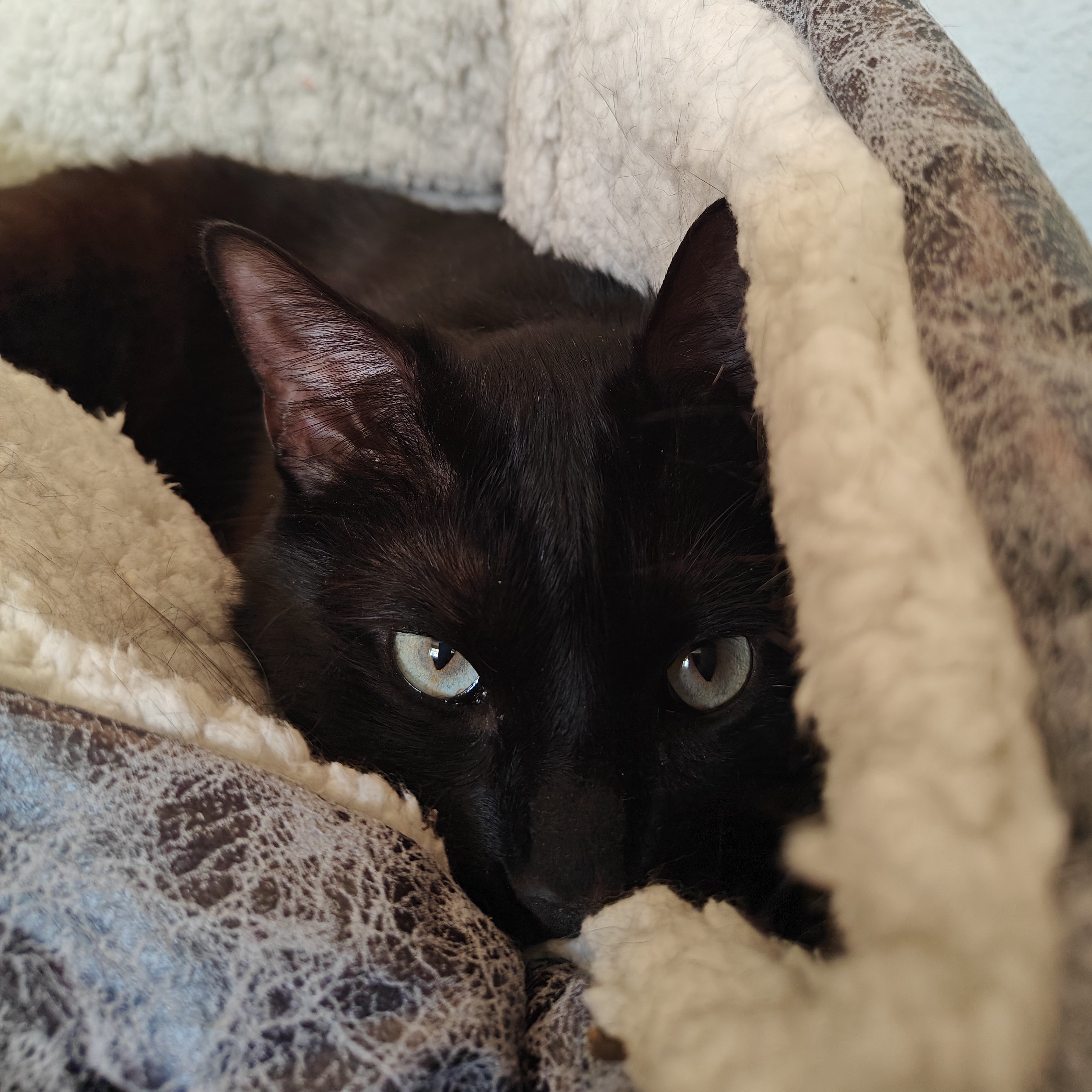 Shelby, an adoptable Domestic Short Hair in Santa Fe, NM, 87501 | Photo Image 1