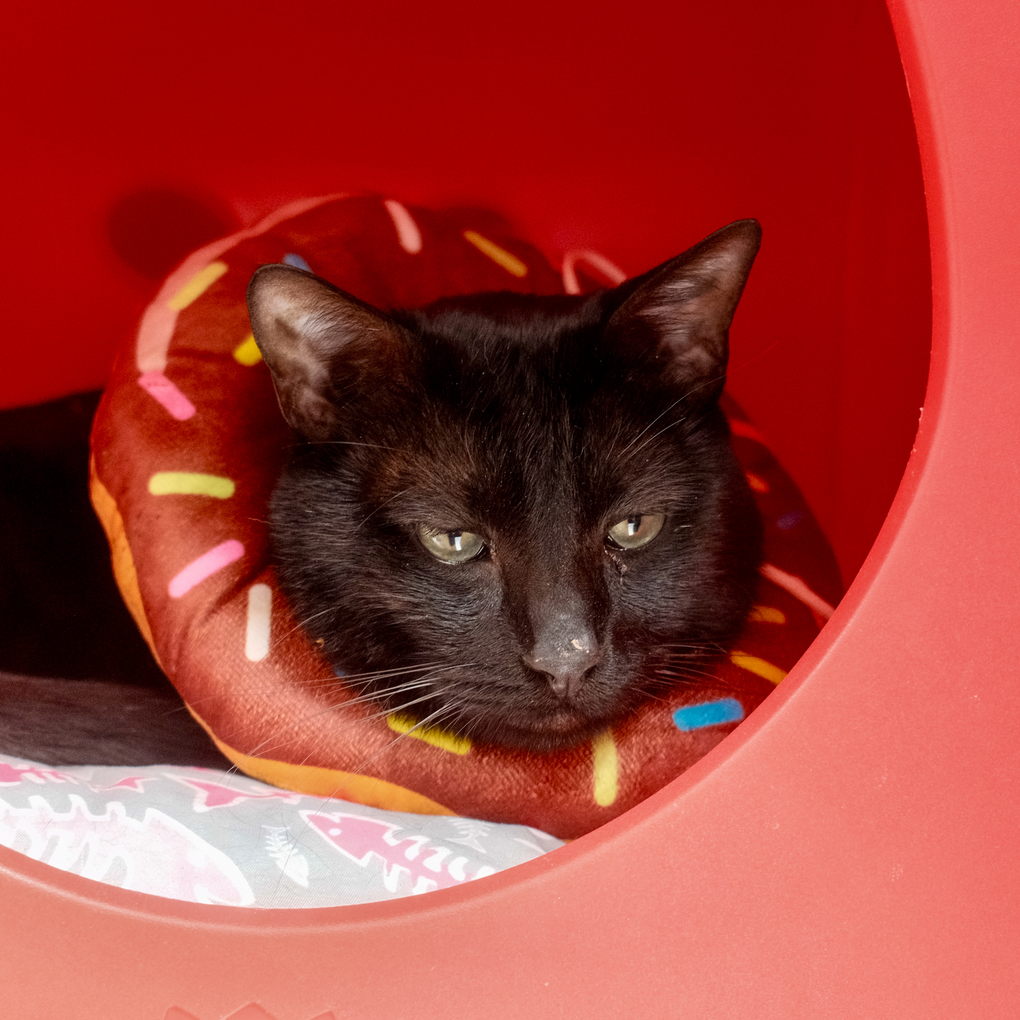 Shelby, an adoptable Domestic Short Hair in Santa Fe, NM, 87501 | Photo Image 2