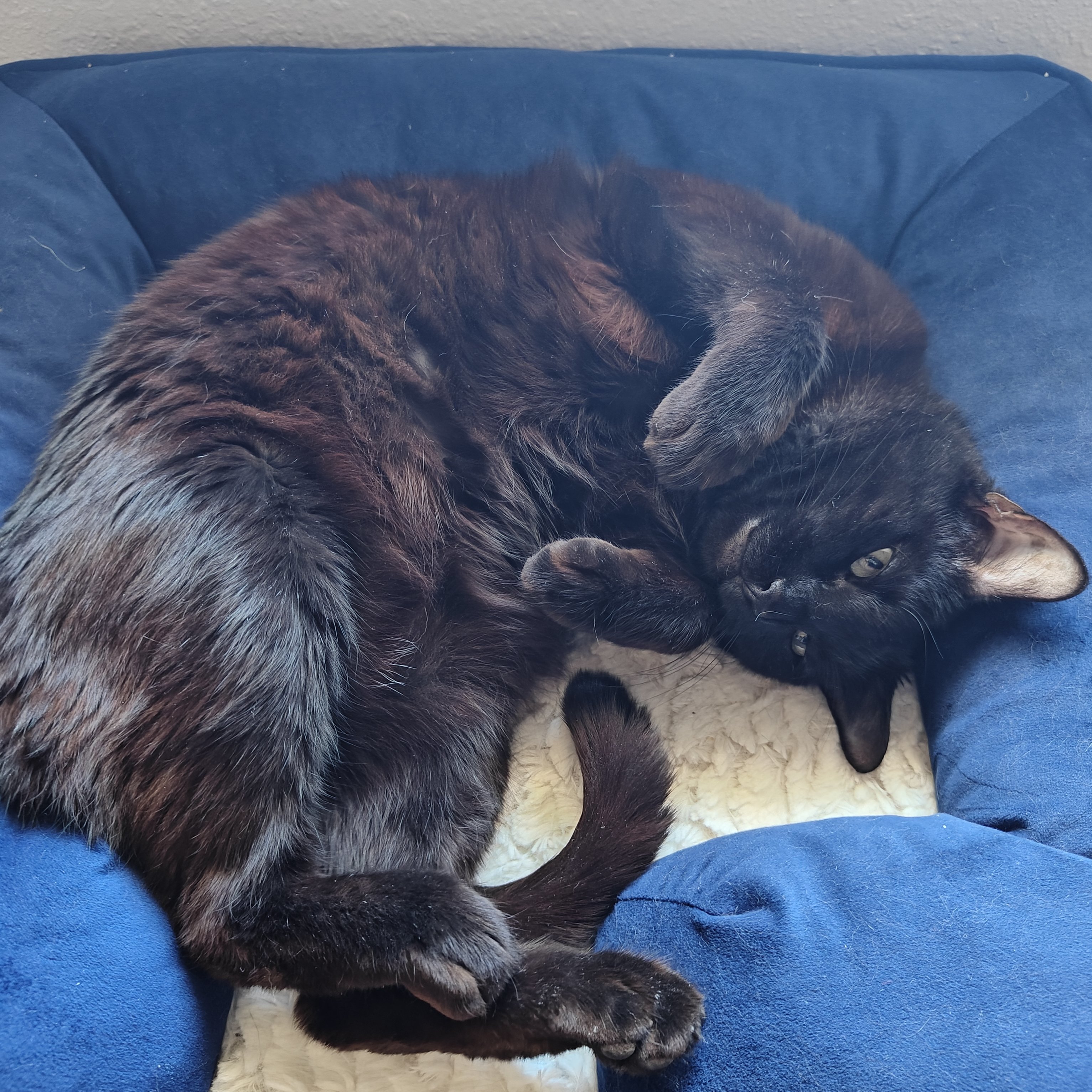 Shelby, an adoptable Domestic Short Hair in Santa Fe, NM, 87501 | Photo Image 2