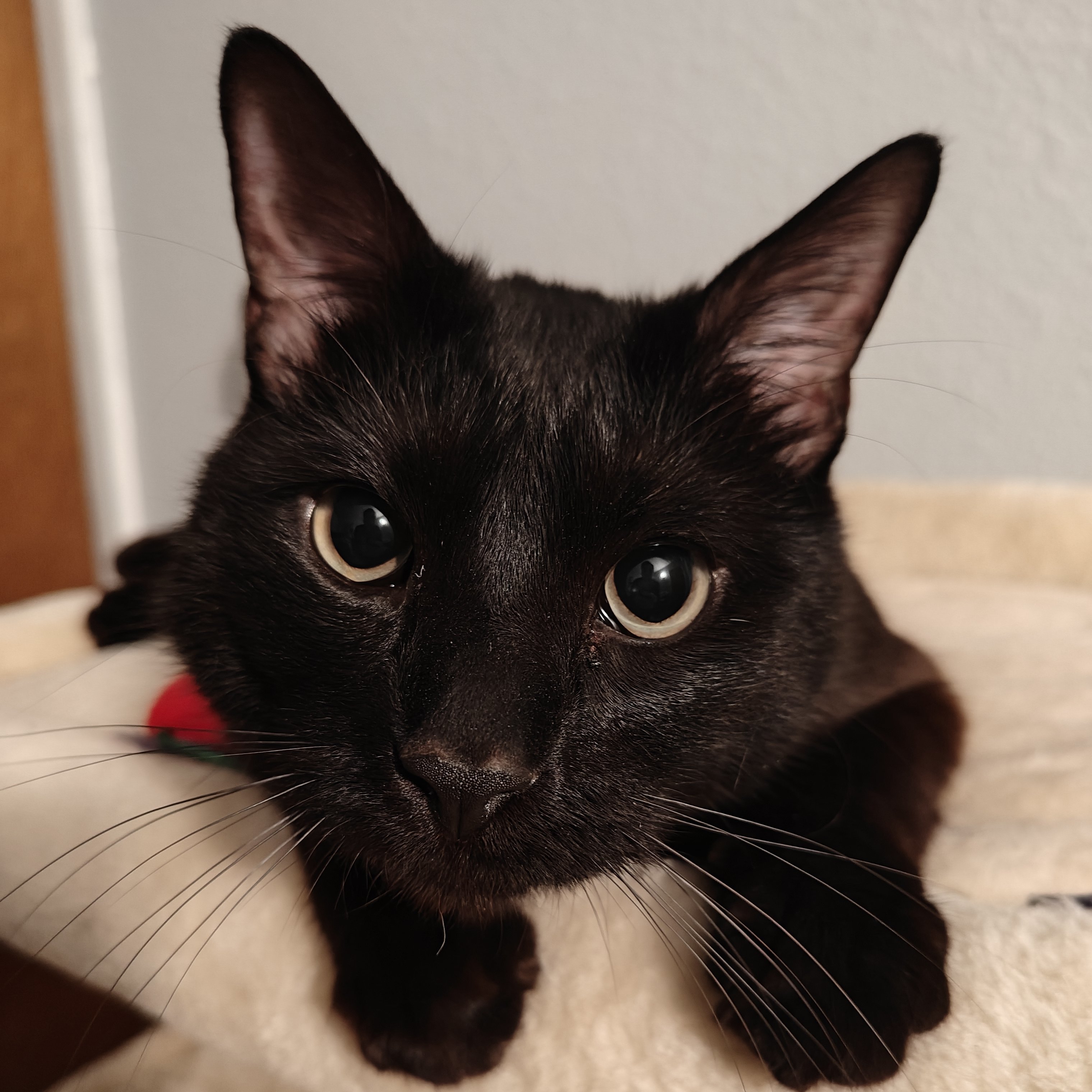 Shelby, an adoptable Domestic Short Hair in Santa Fe, NM, 87501 | Photo Image 3