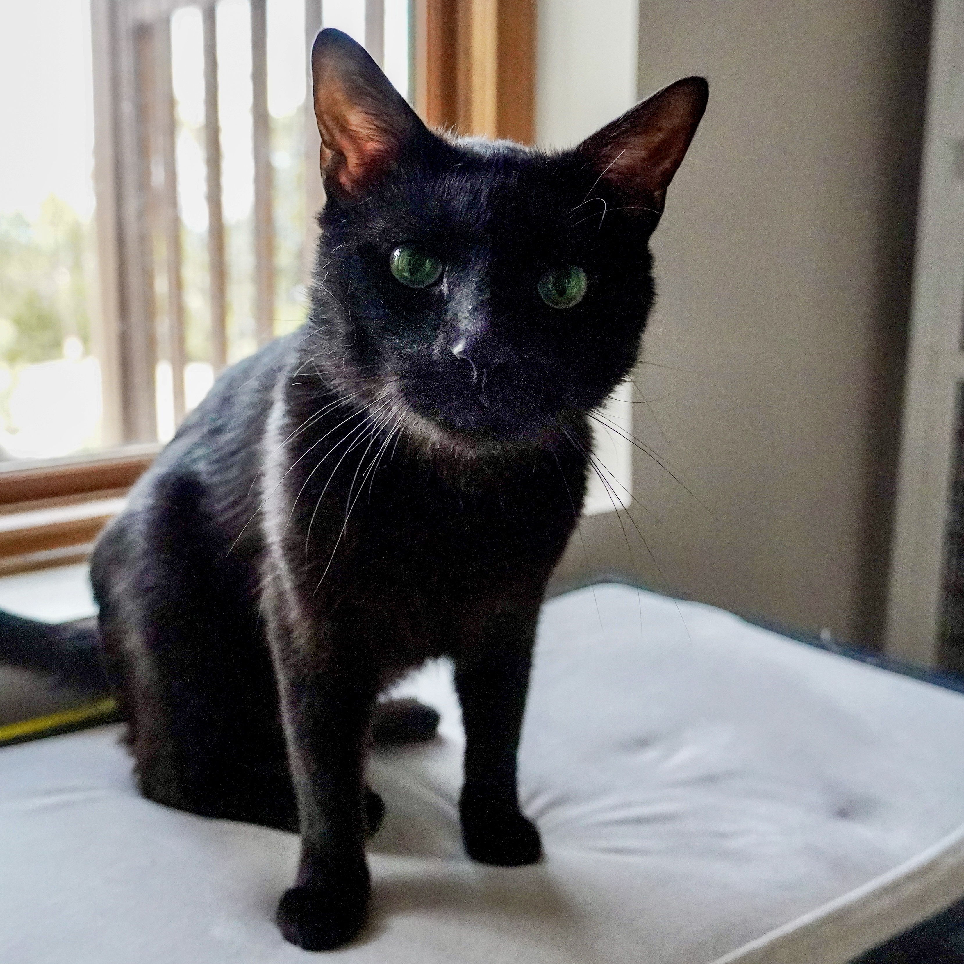 Shelby, an adoptable Domestic Short Hair in Santa Fe, NM, 87501 | Photo Image 4