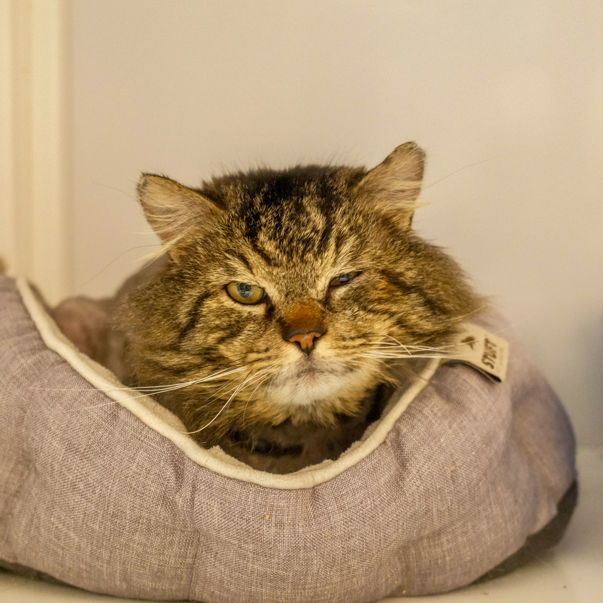 Domingo, an adoptable Domestic Long Hair, Maine Coon in Santa Fe, NM, 87501 | Photo Image 1