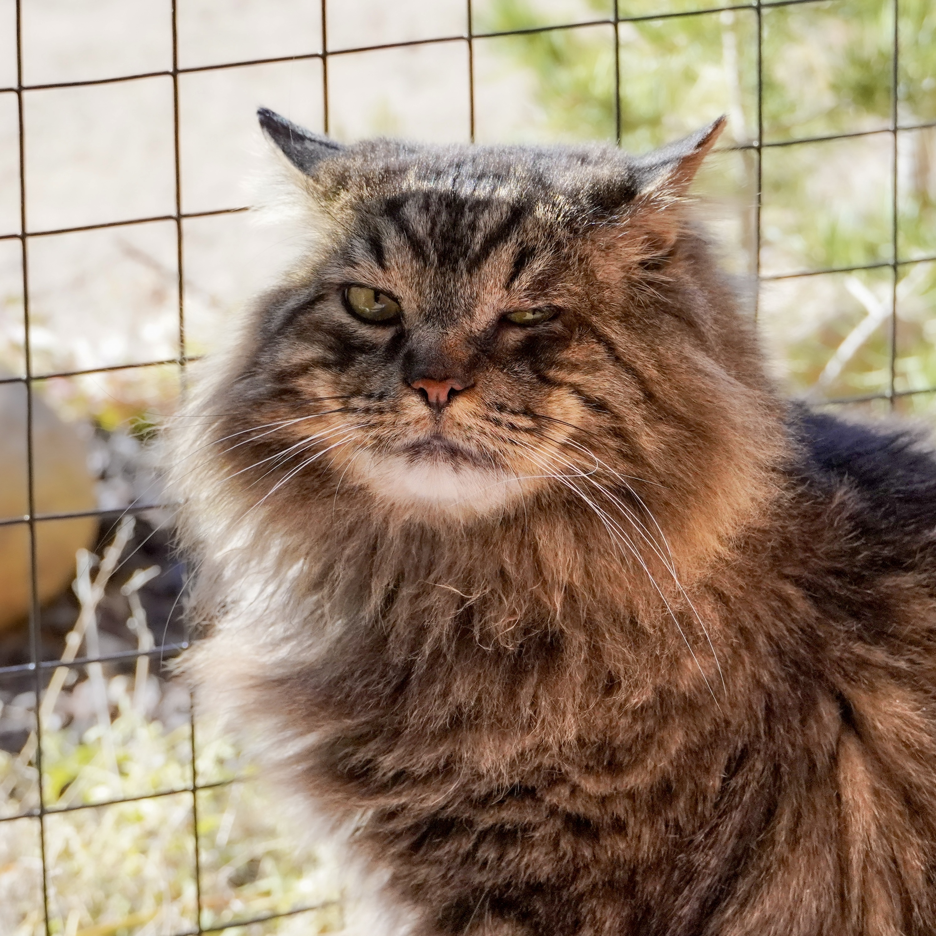 Domingo, an adoptable Domestic Long Hair, Maine Coon in Santa Fe, NM, 87501 | Photo Image 2