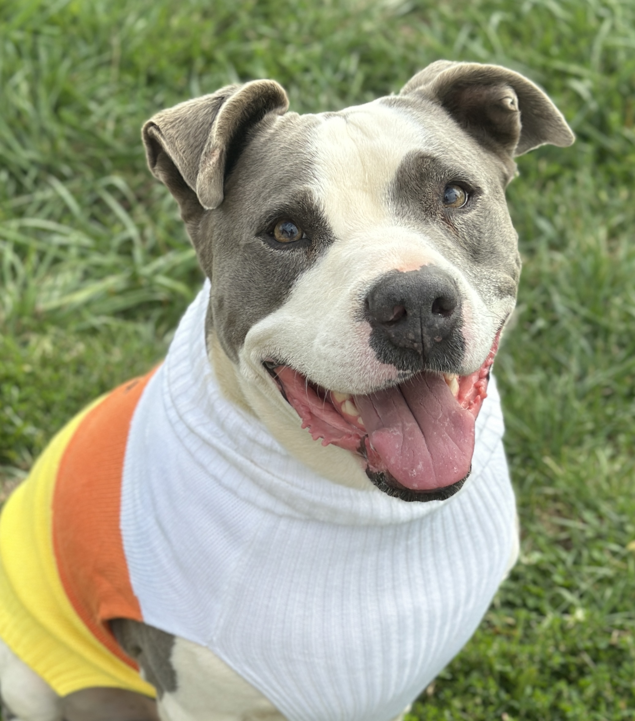 Galley, an adoptable Mixed Breed in Georgetown, KY, 40324 | Photo Image 3