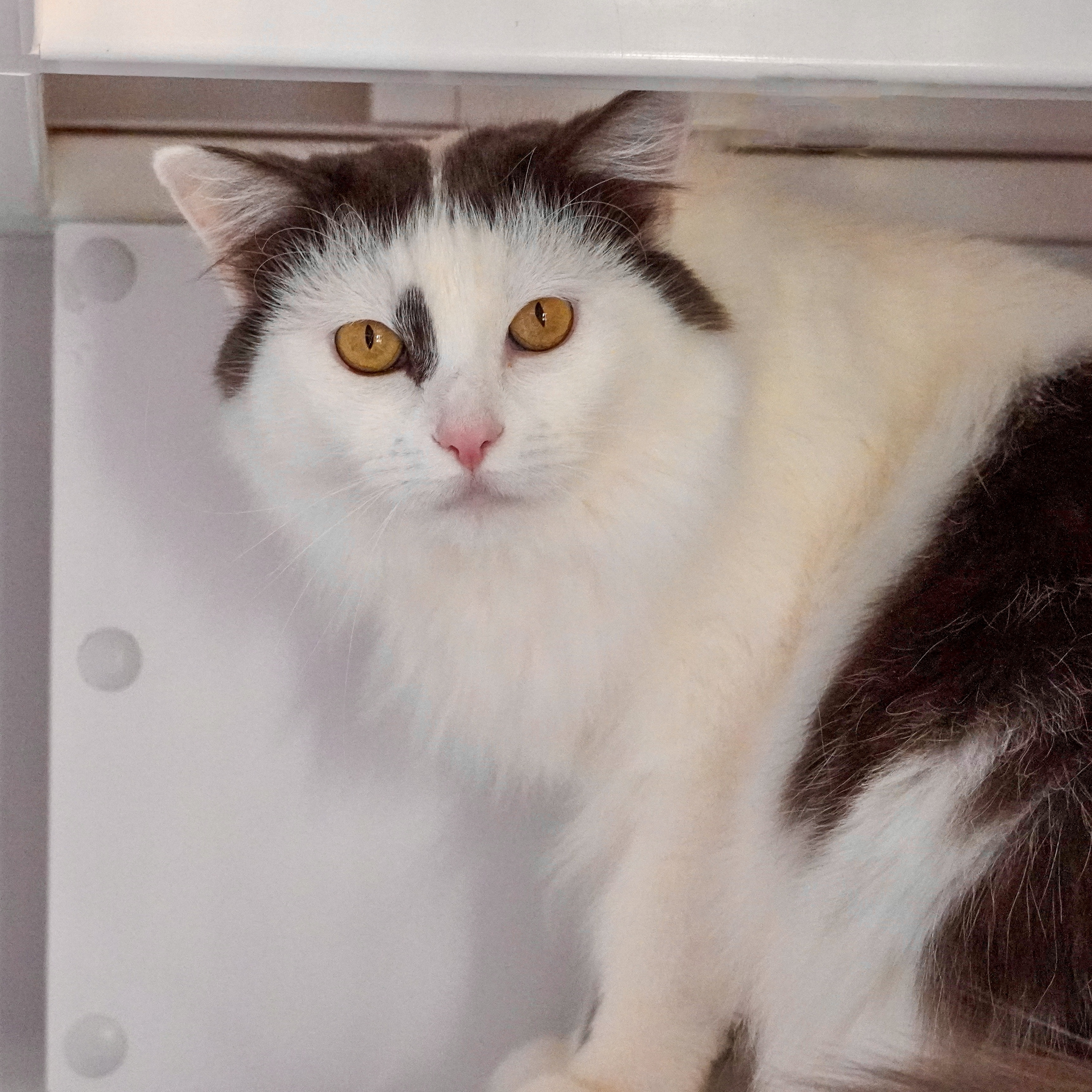 Elixir, an adoptable Domestic Medium Hair in Santa Fe, NM, 87501 | Photo Image 1