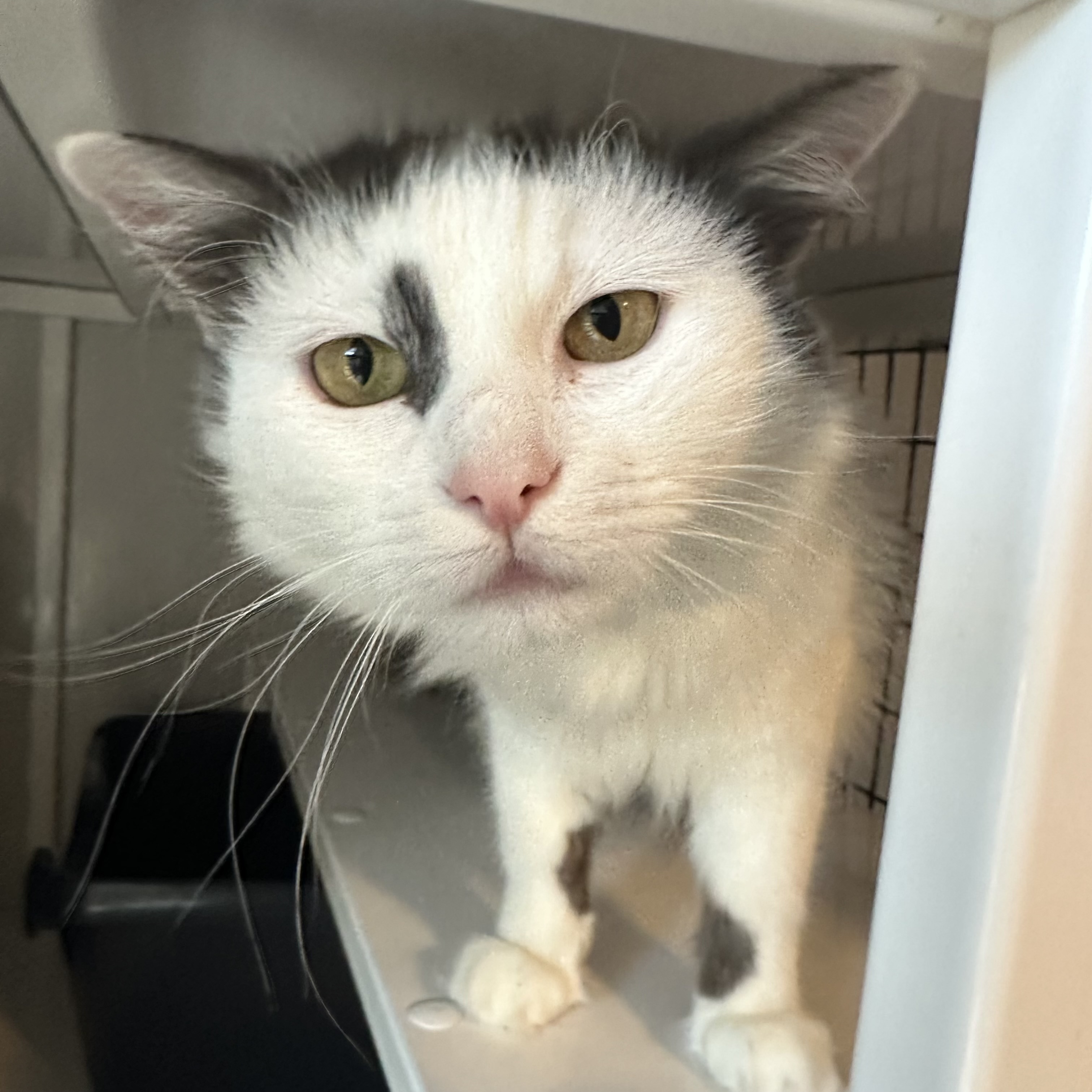 Elixir, an adoptable Domestic Medium Hair in Santa Fe, NM, 87501 | Photo Image 3