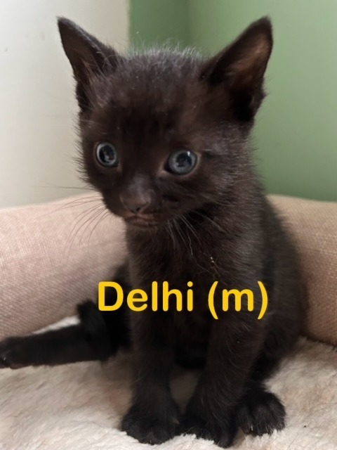 DELHI (m) Kitten