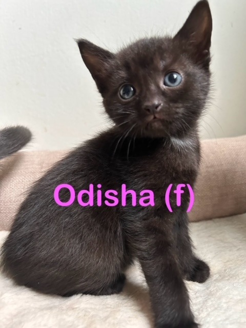 ODISHA (f) Kitten
