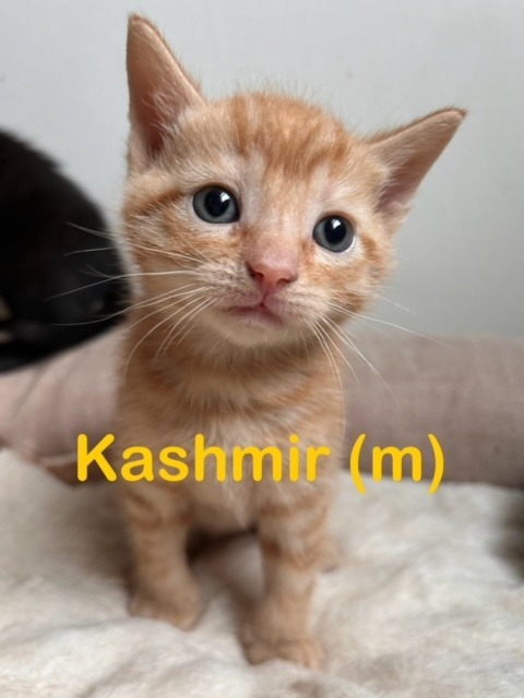 KASHMIR (m) Kitten 1