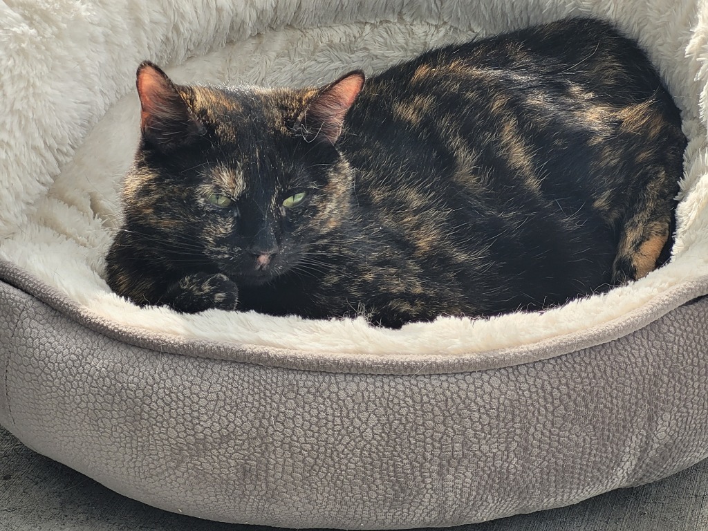 INDIA (Mom), an adoptable Domestic Short Hair in New Bern, NC, 28563 | Photo Image 1
