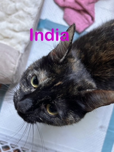 INDIA (Mom), an adoptable Domestic Short Hair in New Bern, NC, 28563 | Photo Image 2
