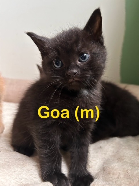 GOA (m) Kitten