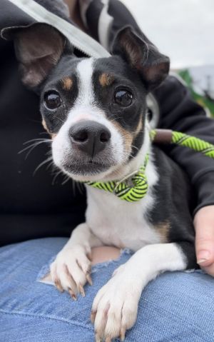 Animal Profile Tia is an adorable chihuahua mix that wound up at risk in a Bakersfield shelter She