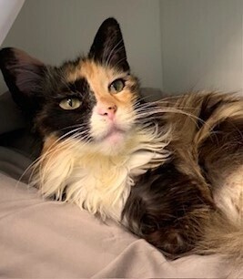 Coquette Domestic Medium Hair Cat