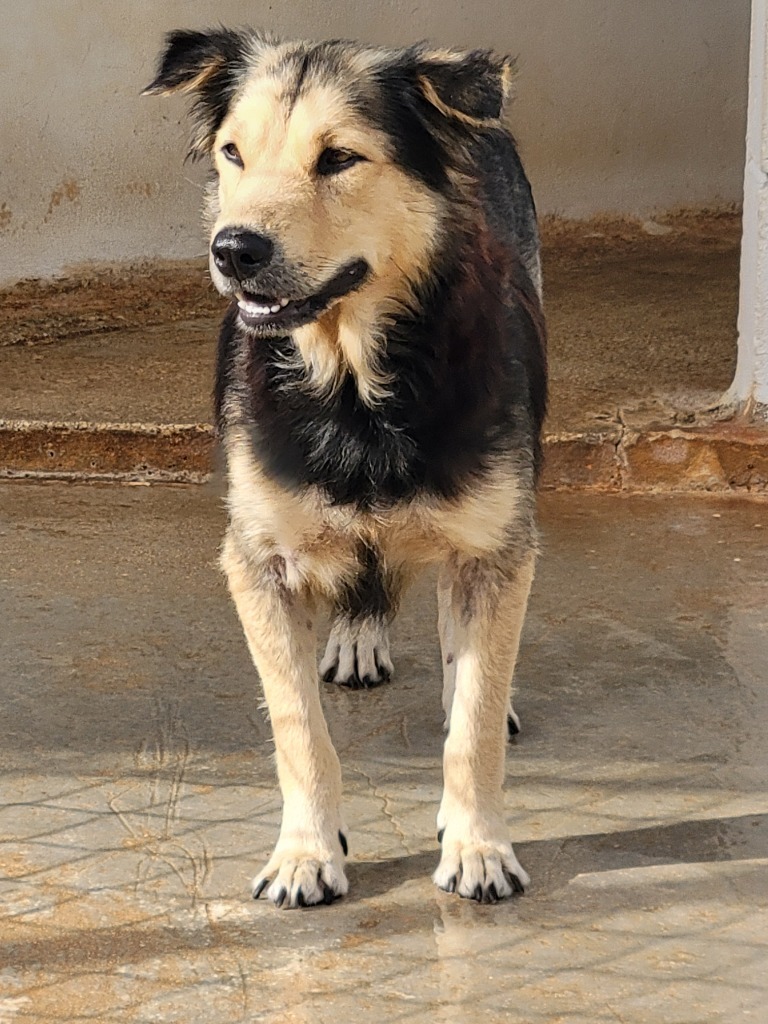 Flaaffy, an adoptable Affenpinscher in Mangilao, GU, 96923 | Photo Image 2