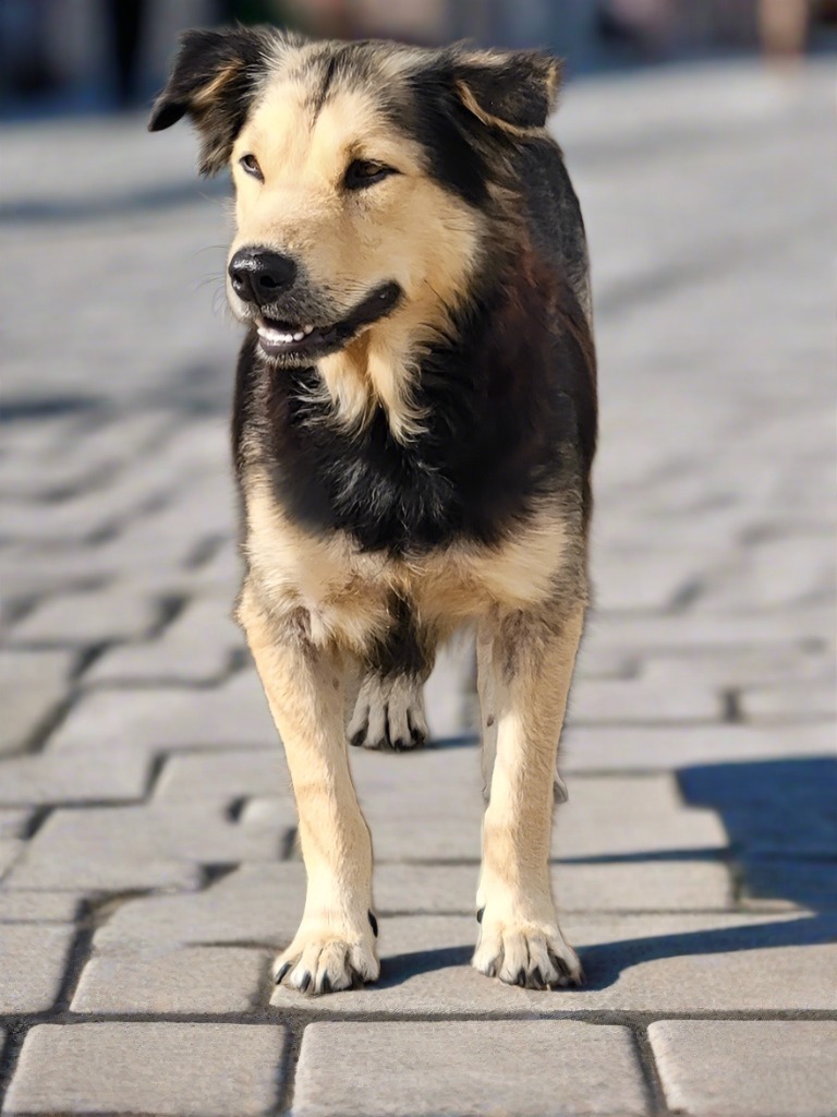Flaaffy, an adoptable Affenpinscher in Mangilao, GU, 96923 | Photo Image 3