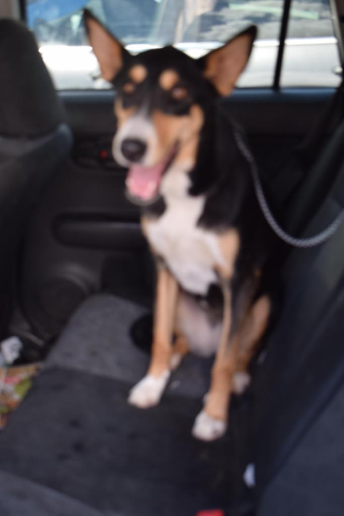 Beya, an adoptable German Shepherd Dog, Mixed Breed in Pahrump, NV, 89048 | Photo Image 1