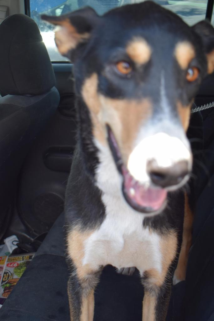 Beya, an adoptable German Shepherd Dog, Mixed Breed in Pahrump, NV, 89048 | Photo Image 2