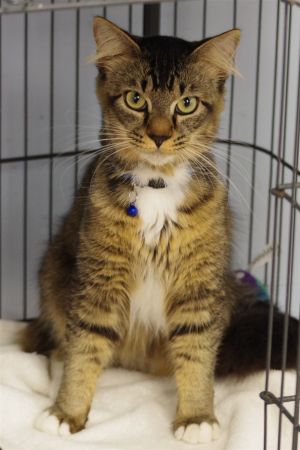 Hi my name is Mochi I am approximately 1 year old A nice lady found me as a kitten and