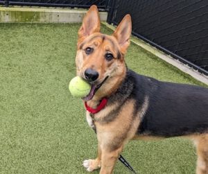 What my friends at Seattle Humane say about me I LOVE to play fetch Playing fetch is a great way