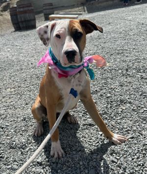 Animal Profile Sysco is an estimated 6-month-old female spayed mixed breed bul