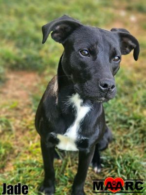 Jade the female Patterdale Terrier mix Age Around 1 year Why Im a 1010 Im 