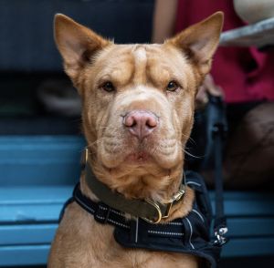 BEAUX - 3 years 40lbs Shar-Pei Mix Neutered Please read everything below and submit an adoption a