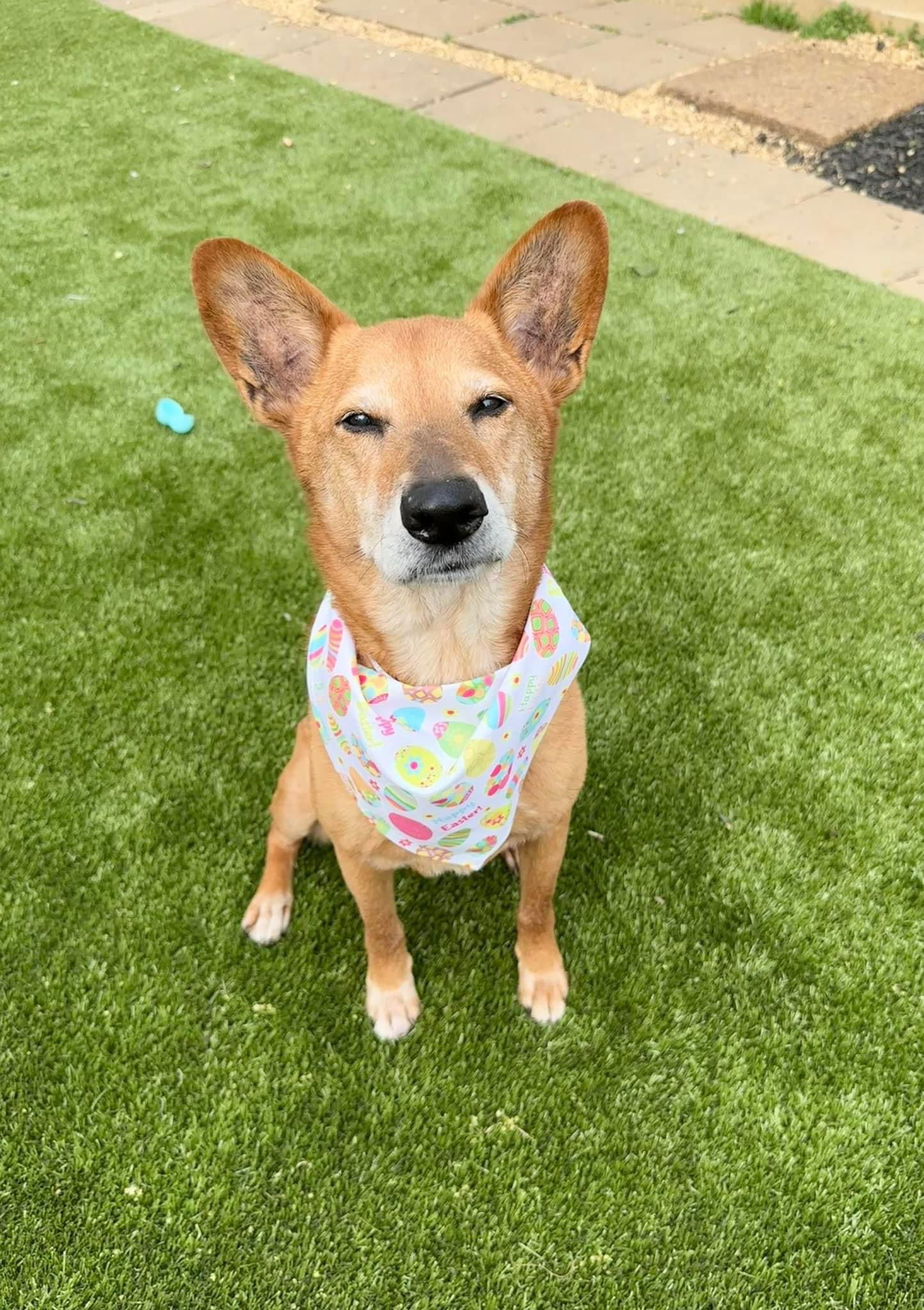 Dexter, an adoptable Carolina Dog, Basenji in Nashville, TN, 37215 | Photo Image 1