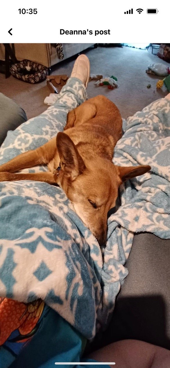 Dexter, an adoptable Carolina Dog, Basenji in Nashville, TN, 37215 | Photo Image 3