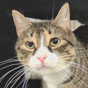 Justin Bieber is a charming 5-year-old male brown and white tabby cat with a handsome appearance and