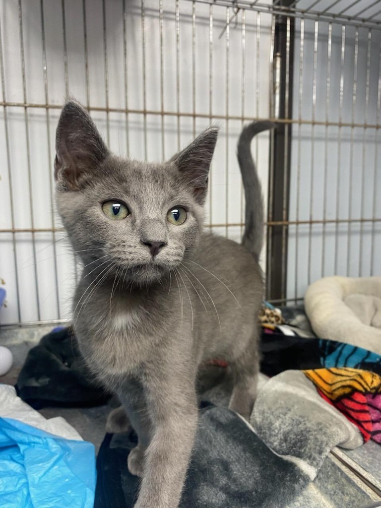 Happy, an adoptable Domestic Short Hair in Duncan, OK, 73533 | Photo Image 1