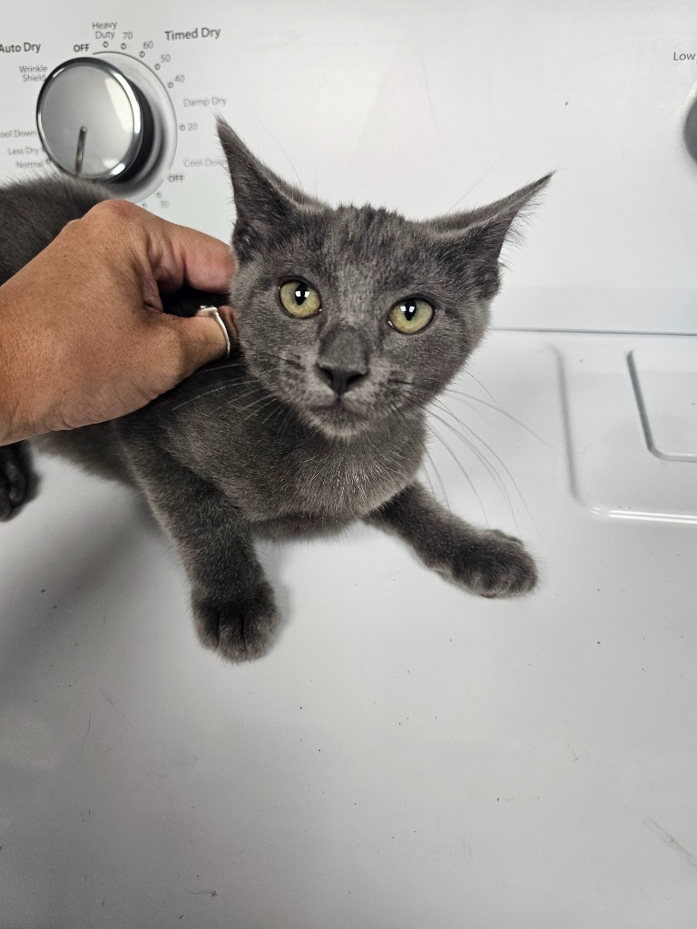 Hadrian, an adoptable Domestic Short Hair in Duncan, OK, 73533 | Photo Image 1