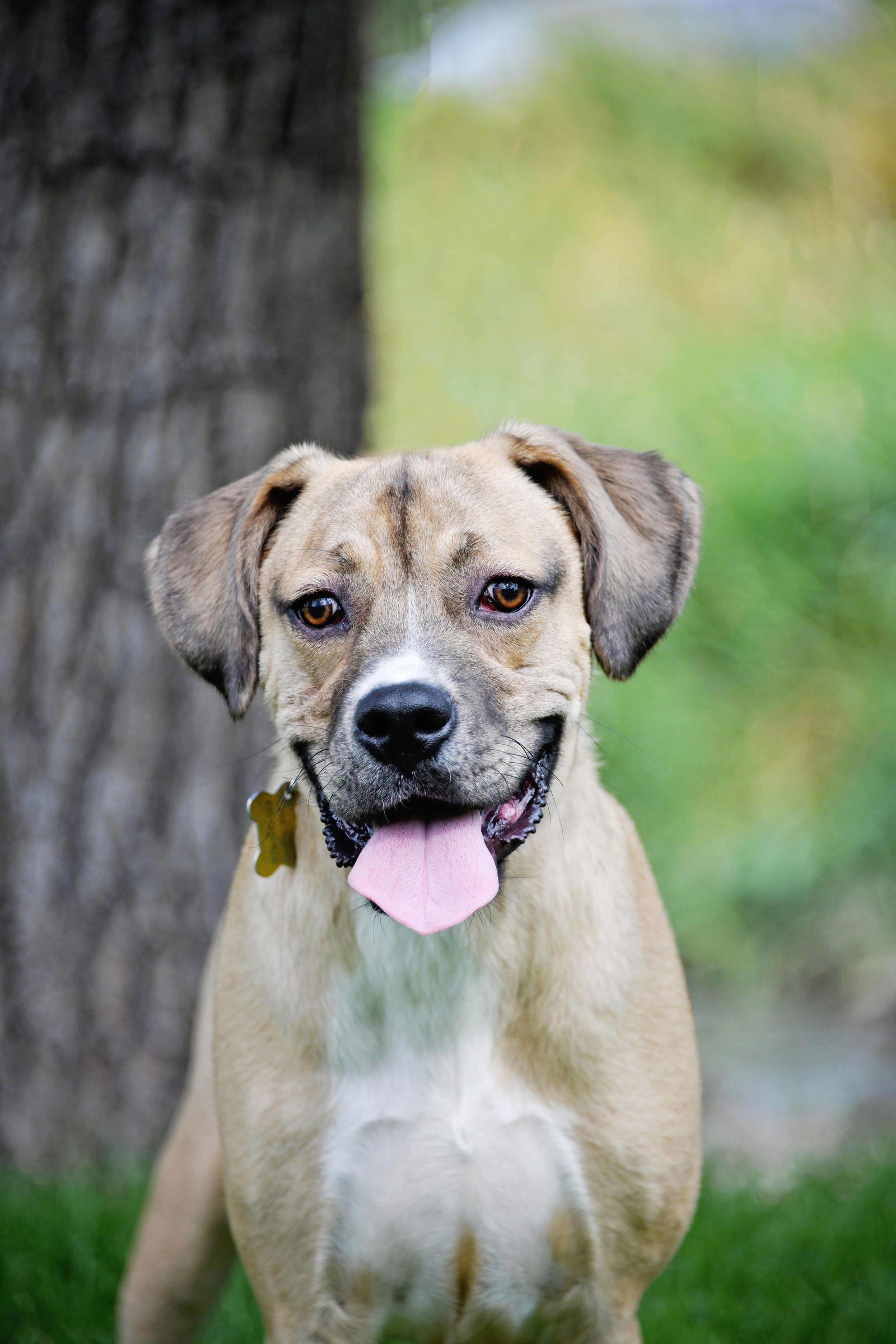 Izak, an adoptable Shepherd in Salt Lake City, UT, 84171 | Photo Image 1