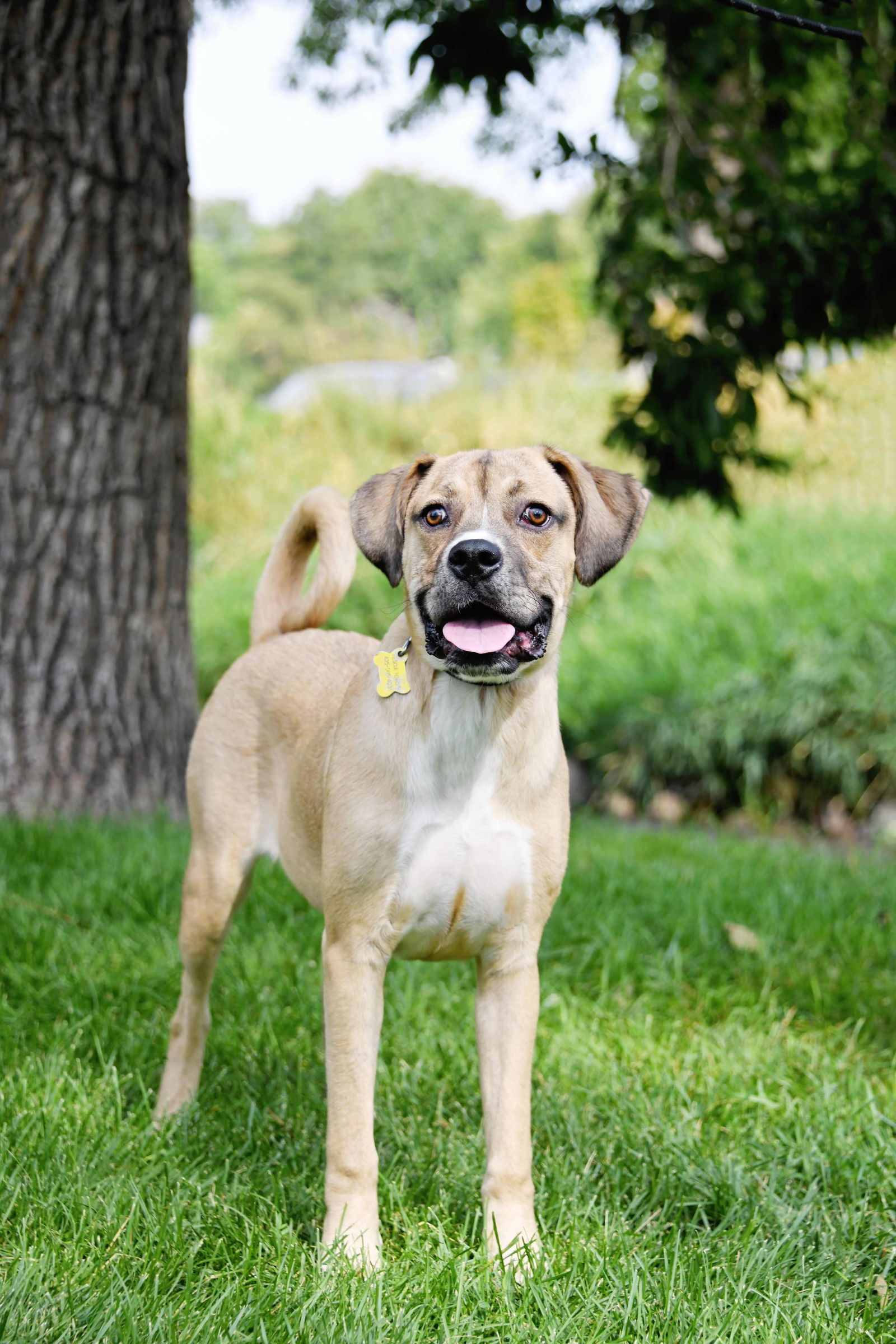 Izak, an adoptable Shepherd in Salt Lake City, UT, 84171 | Photo Image 2