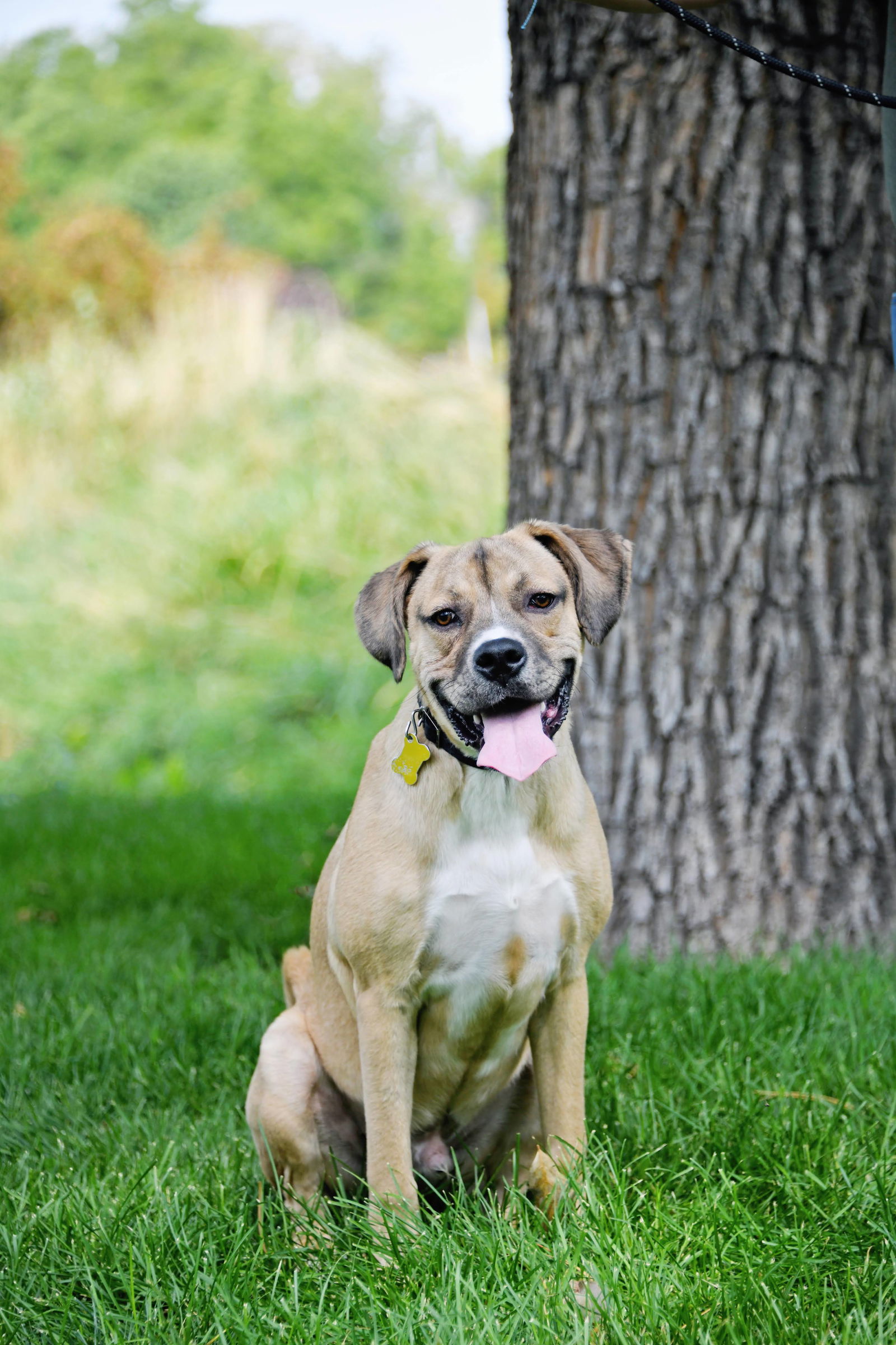 Izak, an adoptable Shepherd in Salt Lake City, UT, 84171 | Photo Image 3