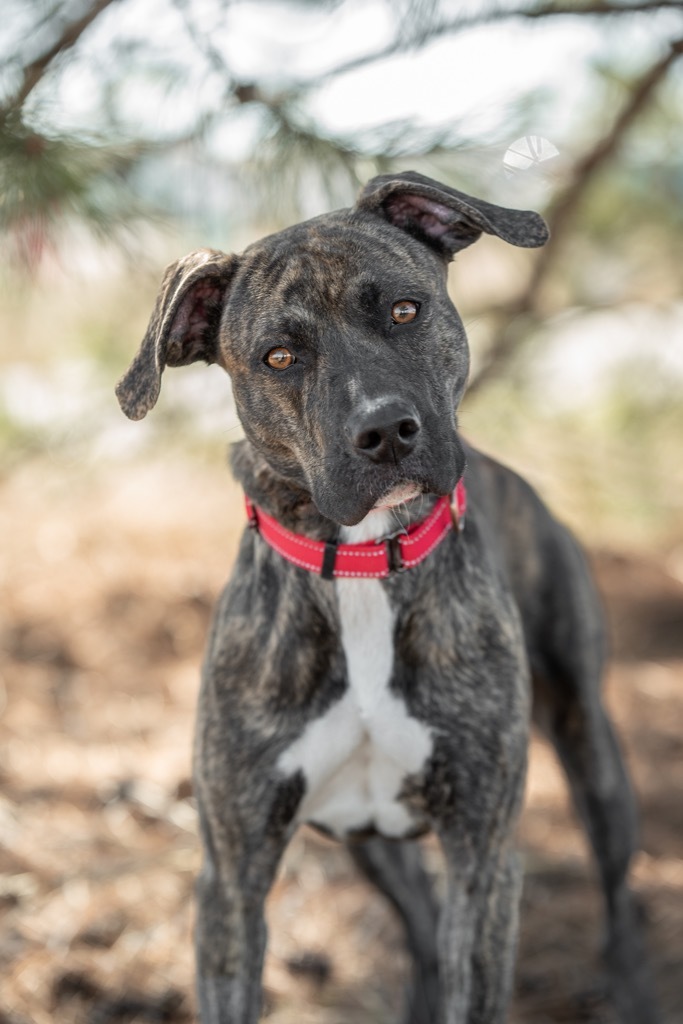 Izabel, an adoptable Pit Bull Terrier, Hound in Gillette, WY, 82716 | Photo Image 1