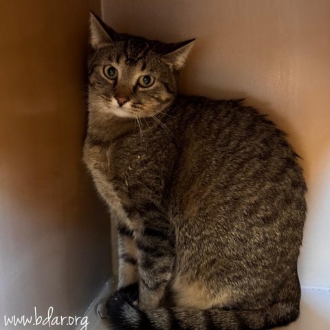 Pisces, an adoptable Domestic Short Hair in Cheyenne, WY, 82009 | Photo Image 1