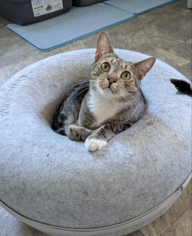 Bam Bam, an adoptable Bengal, Tabby in Ocala, FL, 34482 | Photo Image 1