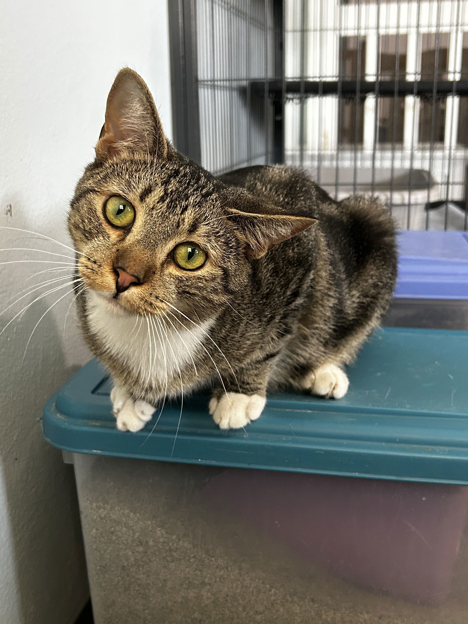 Bam Bam, an adoptable Bengal, Tabby in Ocala, FL, 34482 | Photo Image 2